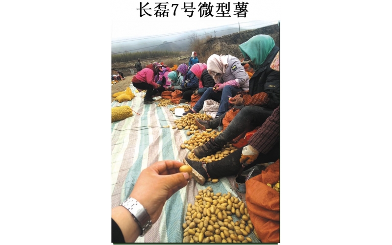 長磊農業(yè)科技開發(fā)有限公司品種研發(fā)